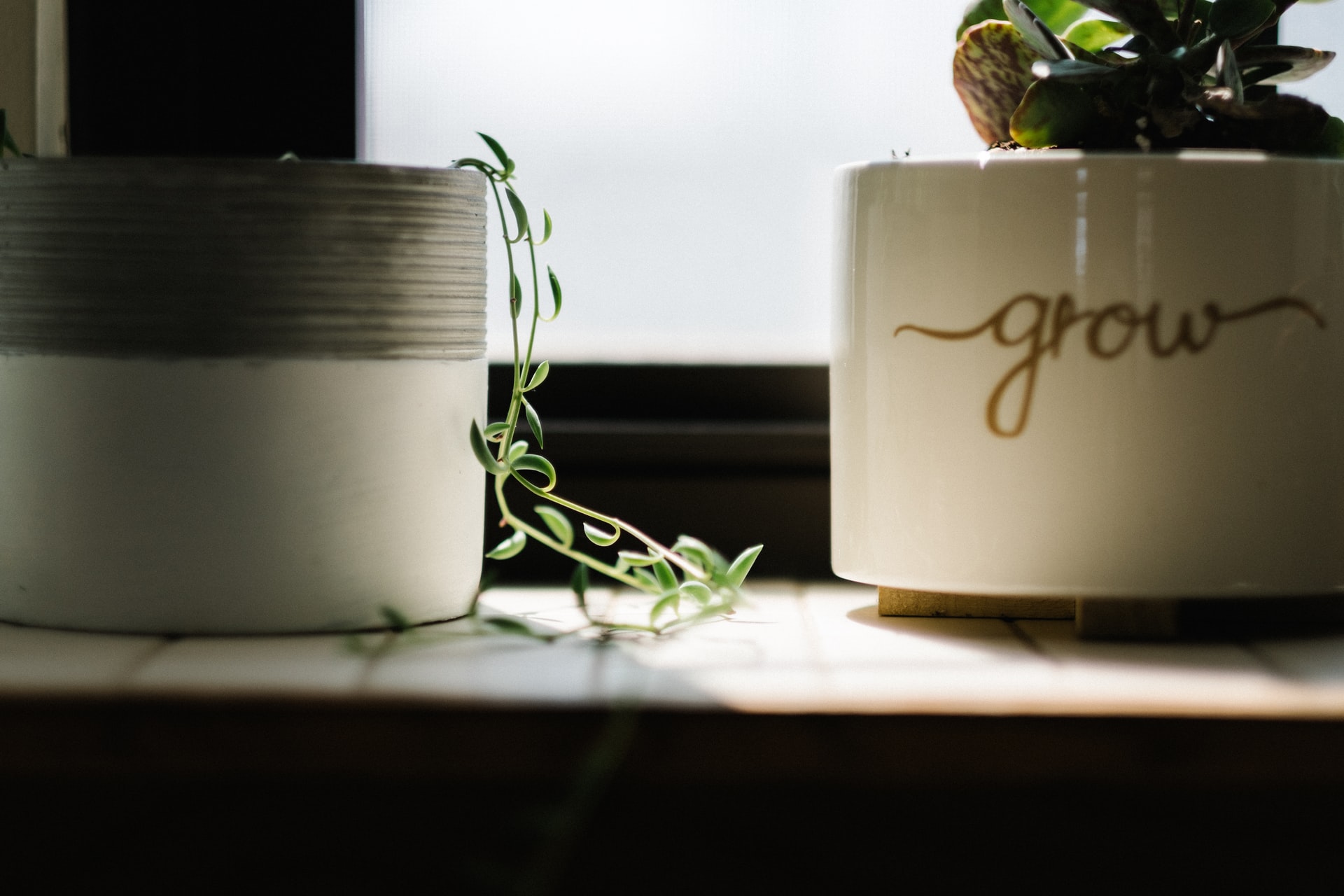 A potted plant with the word "grow" on the ceramic pot