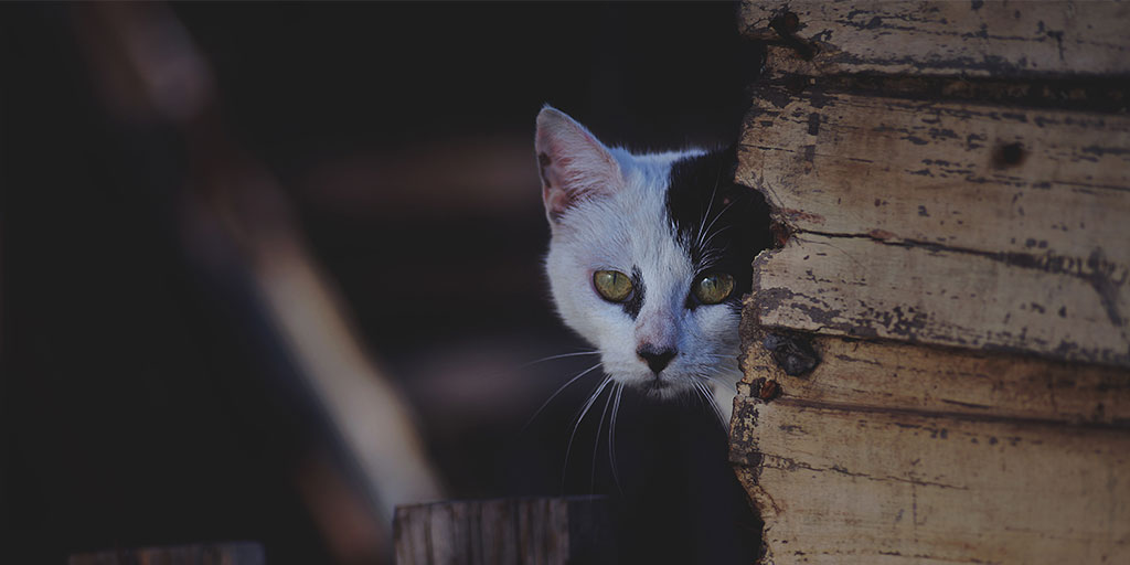 a cat peering from behind a wooden wall
