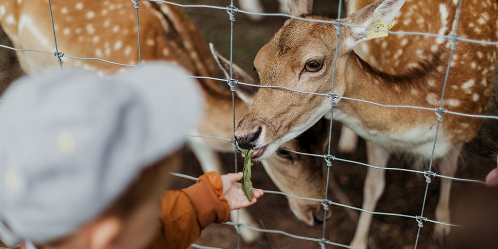 a child feeding a deer