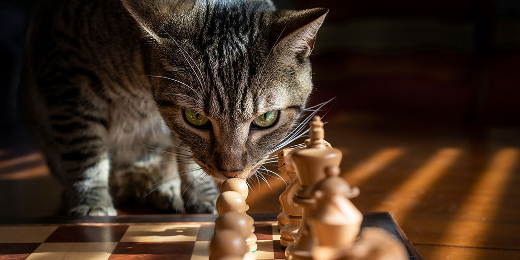 image of a cat looking at chess pieces set on a board