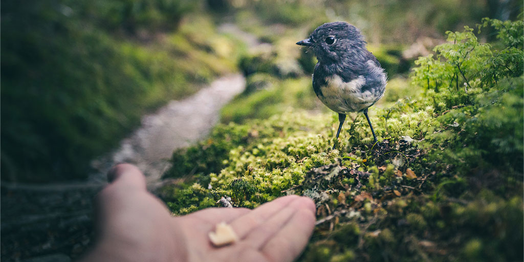 photo of a man's hand holding out a bread crumb to a undecided bird