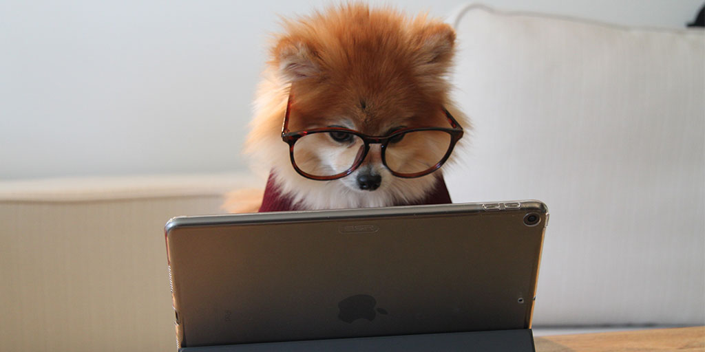 a pomeranian wearing spectacles and looking intently into an iPad