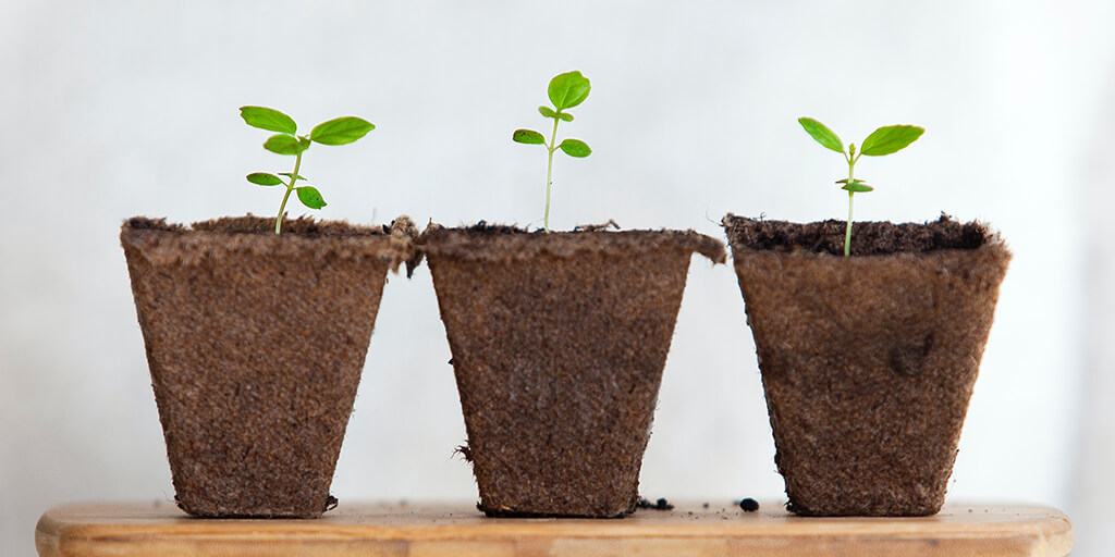 close up photo of three seedlings in individual coir pots