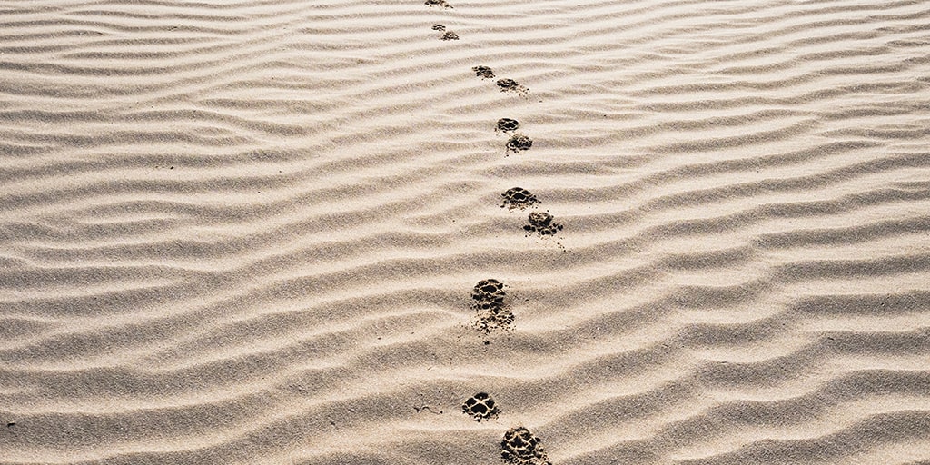 photo of a dog's paw prints on sand